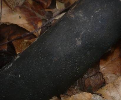 Ahorn-Kohlenkrustenpilz, Foto 3