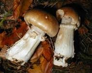 Reifpilz, Foto 14