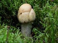 Reifpilz, Foto 47