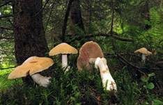 Reifpilz, Foto 10