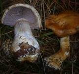 Reihiger Klumpfuß, Foto 13