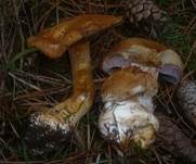 Reihiger Klumpfuß, Foto 15