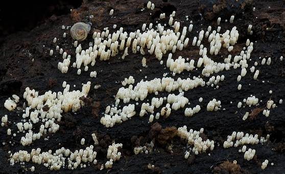 Reinweißes Hängeröhrchen, Foto 3