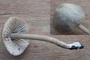 Rhombensporiger Rötling, Foto 1