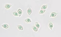 Rhomboidsporiger Flockenschüppling, Foto 7
