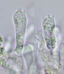 Rhomboidsporiger Flockenschüppling, Foto 9