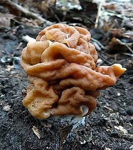 Riesenlorchel, Foto 3