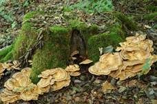 Riesenporling, Foto 15