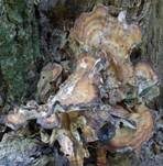 Riesenporling, Foto 31