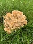 Riesenporling, Foto 49