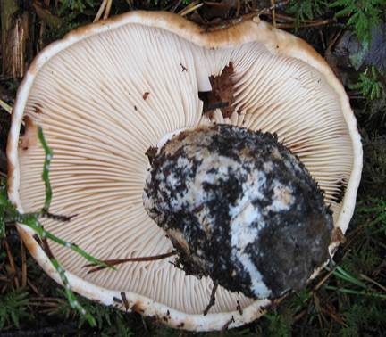 Riesenritterling, Foto 4