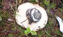 Riesenritterling, Foto 6