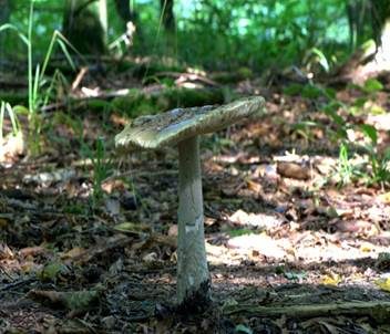 Riesenscheidenstreifling, Foto 5