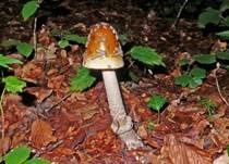 Riesenscheidenstreifling, Foto 11