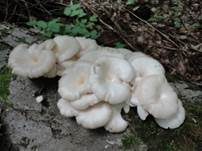 Rillstieliger Seitling, Foto 14