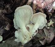 Rillstieliger Seitling, Foto 15