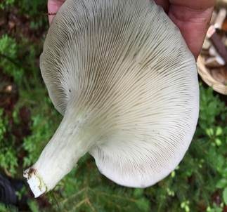 Rillstieliger Seitling, Foto 6