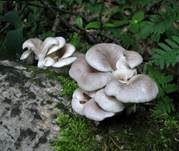 Rillstieliger Seitling, Foto 10