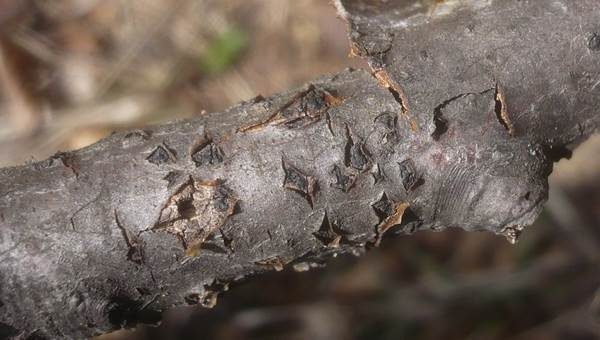 Rindensprengender Kernpilz, Foto 2