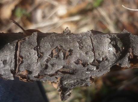 Rindensprengender Kernpilz, Foto 3