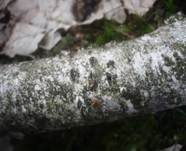 Rindensprengendes Eckscheibchen, Foto 9