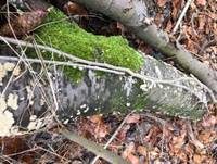 Rinden-Steifporling, Foto 14