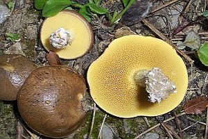 Ringloser Butterpilz, Foto 1