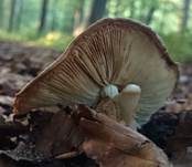 Ringloser Stachelschirmling, Foto 8