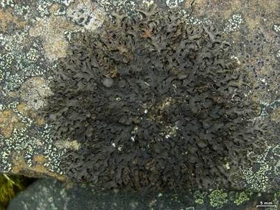 Rinnige Melanelie, Foto 5