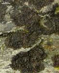 Rinnige Melanelie, Foto 10