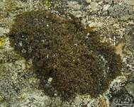 Rinnige Melanelie, Foto 11