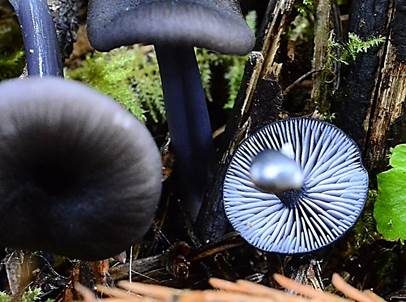 Blaublättriger Rötling, Foto 3