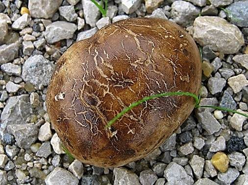 Rissiger Mittelmeerbovist, Foto 2