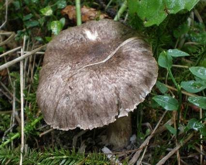 Risspilzartiger Schneckling, Foto 3