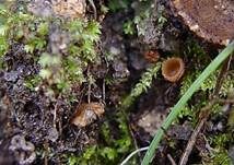 Rissrandiger Becherling, Foto 4