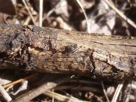 Robinien-Kugelpilz, Foto 3