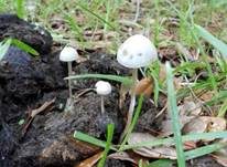 Blauender Düngerling, Foto 12