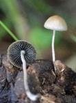 Blauender Düngerling, Foto 20