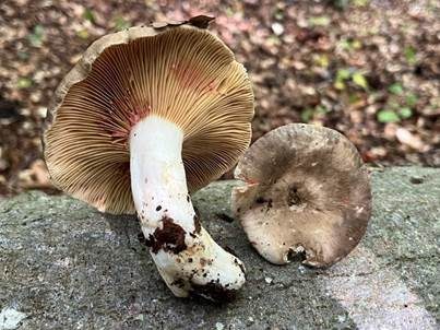 Rosaanlaufender Milchling, Foto 2