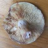 Rosaanlaufender Milchling, Foto 12