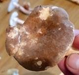 Rosaanlaufender Milchling, Foto 14