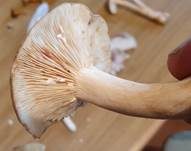Rosaanlaufender Milchling, Foto 20