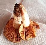 Rosaanlaufender Milchling, Foto 22