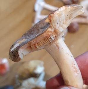 Rosaanlaufender Milchling, Foto 5