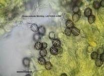 Rosaanlaufender Milchling, Foto 37