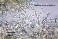 Rosaanlaufender Milchling, Foto 38