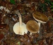 Rosaanlaufender Milchling, Foto 7