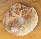 Rosaanlaufender Milchling, Foto 11