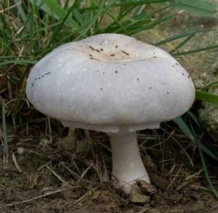 Rosablättriger Egerlingsschirmling, Foto 3