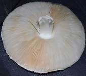 Rosablättriger Egerlingsschirmling, Foto 13
